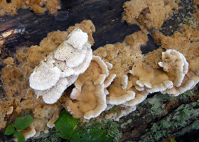 M. tremellosus – The underside of the fan-shaped cap shows the pores forming a labyrinth pattern. M. tremellosus – The underside of the fan-shaped cap shows the pores forming a labyrinth pattern.